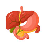 ¿Donde se produce la bilis?