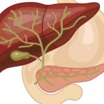 ¿Dónde comienza y dónde terminan las vías biliares?