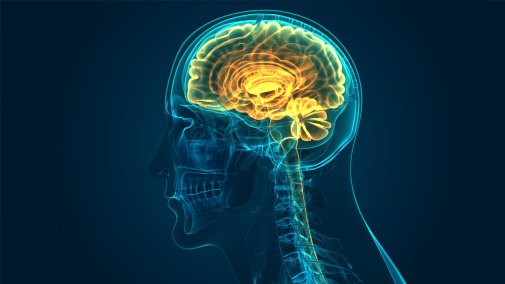 ¿Como recibe el sistema nervioso central las señales inflamatorias?