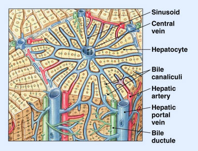 ¿Cuál es la disposición de los conductos biliares intrahepáticos?