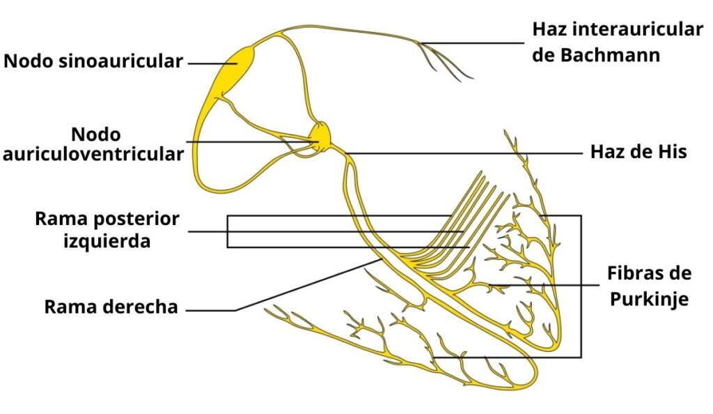 ¿Qué es el sistema de His-Purkinje?