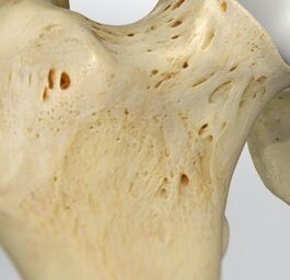 Clasificación de los forámenes nutricios de los huesos