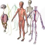 ¿Qué es la anatomía descriptiva?