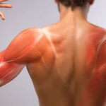 ¿Qué es la anatomía de superficie?