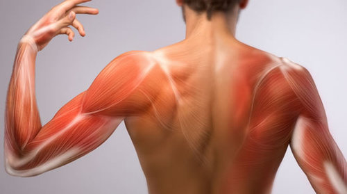 ¿Qué es la anatomía de superficie?