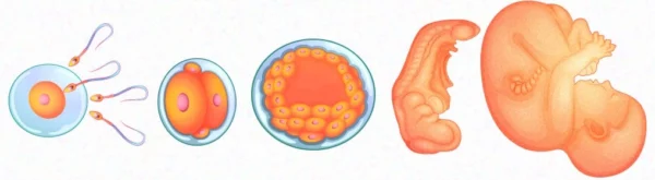¿Qué es la anatomía del desarrollo?