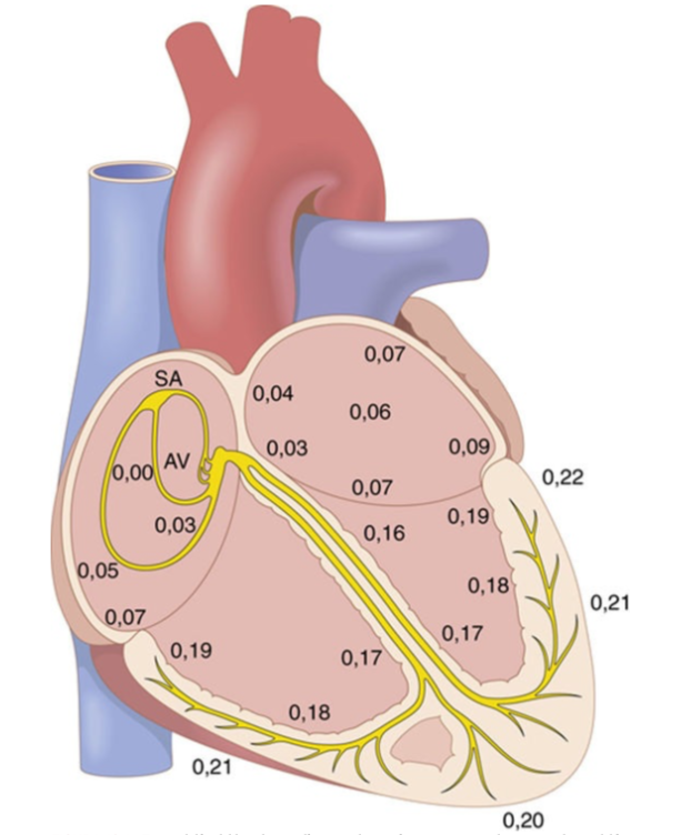 Objetivo del retrazo en la conducción electrica en el nódulo AV