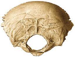 ¿Qué son los forámenes óseos?