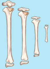 Factores que intervienen en el crecimiento y desarrollo de los huesos
