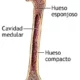 Estructura interna de los huesos largos