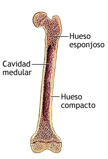 Estructura interna de los huesos largos