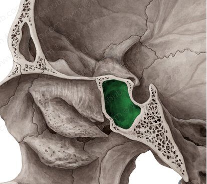 ¿Qué es un hueso neumático?
