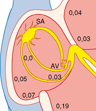 ¿Cuanto tarda el impulso electrico en viajar desde el nodulo SA al nódulo AV?