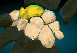 ¿Qué son los huesos cortos?