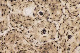 ¿Qué es el tejido óseo?