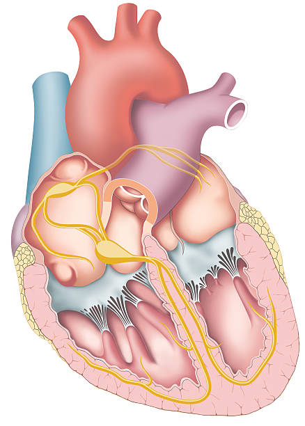 ¿Cuáles son las regiones del nódulo auriculoventricular?