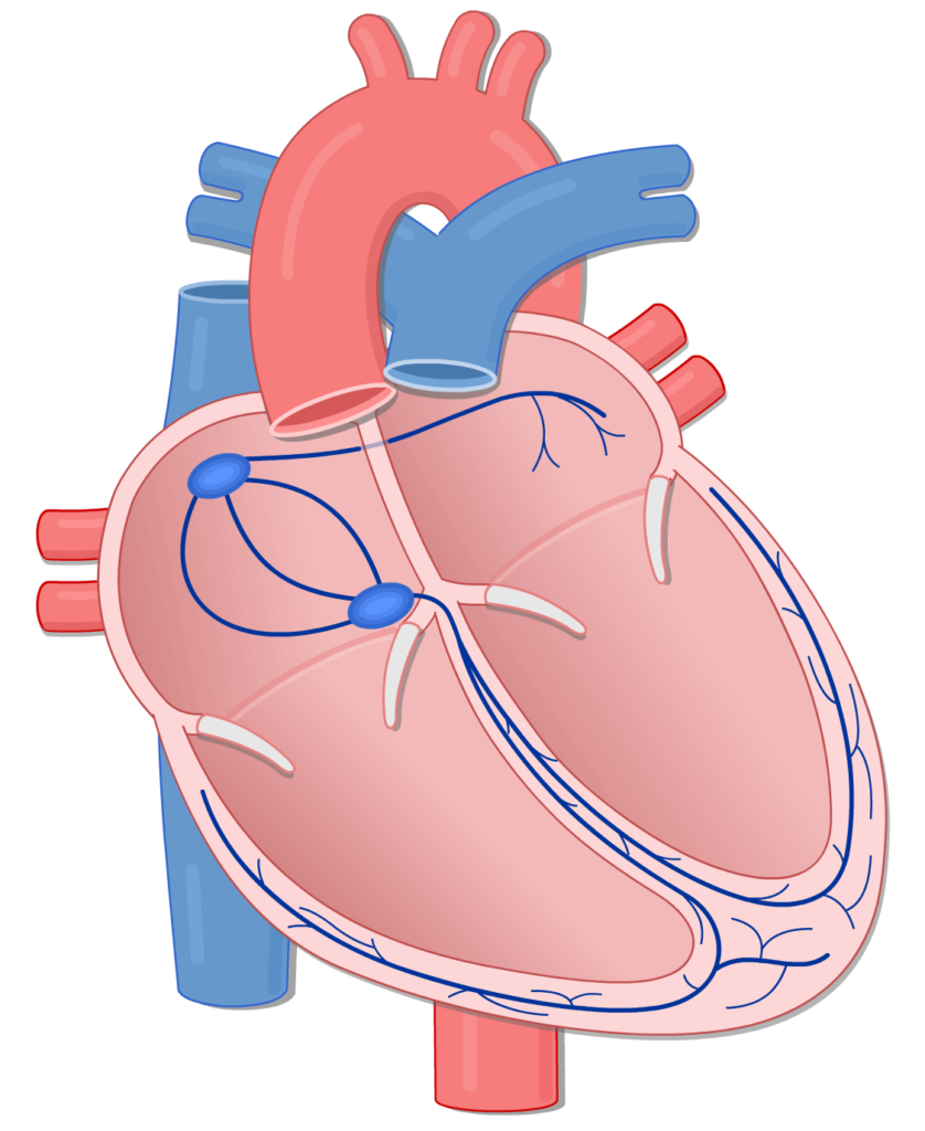 ¿Cuál es la principal función del nódulo auriculoventricular?