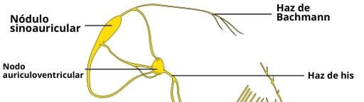 ¿Qué es el haz de Bachmann?