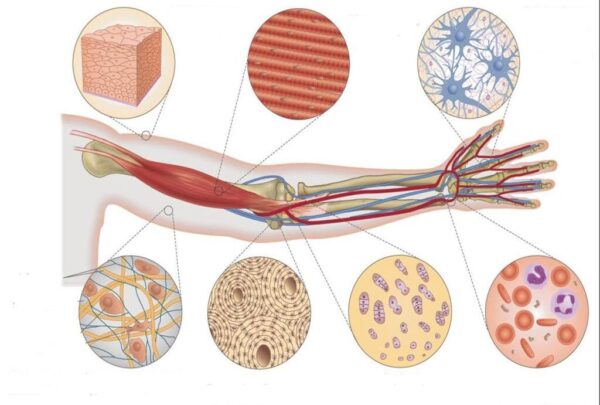 ¿Cómo están formados los tejidos del organismo?