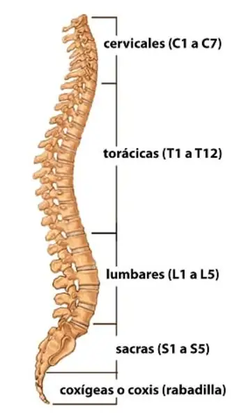¿Cómo es el esqueleto en la región medial del cuerpo?