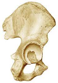 ¿Cómo es la superficie de los huesos?