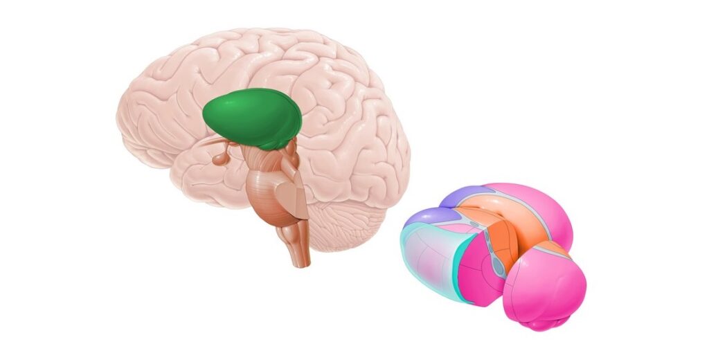 Anatomía de la cara superior del Tálamo