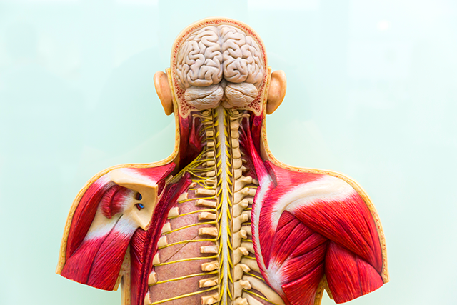 ¿Qué es la anatomía regional?