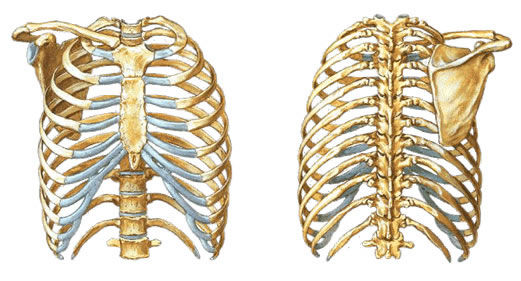 ¿Qué tipo de tejido forma el esqueleto humano?