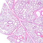 ¿Qué es la anatomía microscópica?