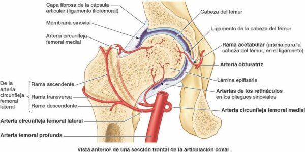 Vascularización de las articulaciones