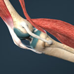 Movimientos de las articulaciones