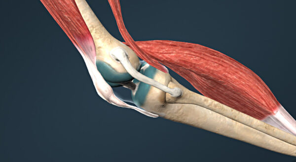 Movimientos de las articulaciones