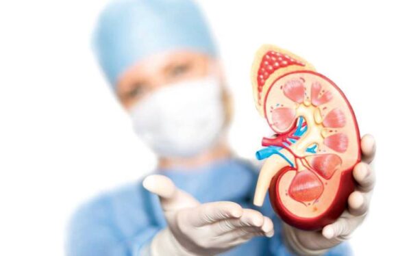 ¿Cuál es la función de los riñones?