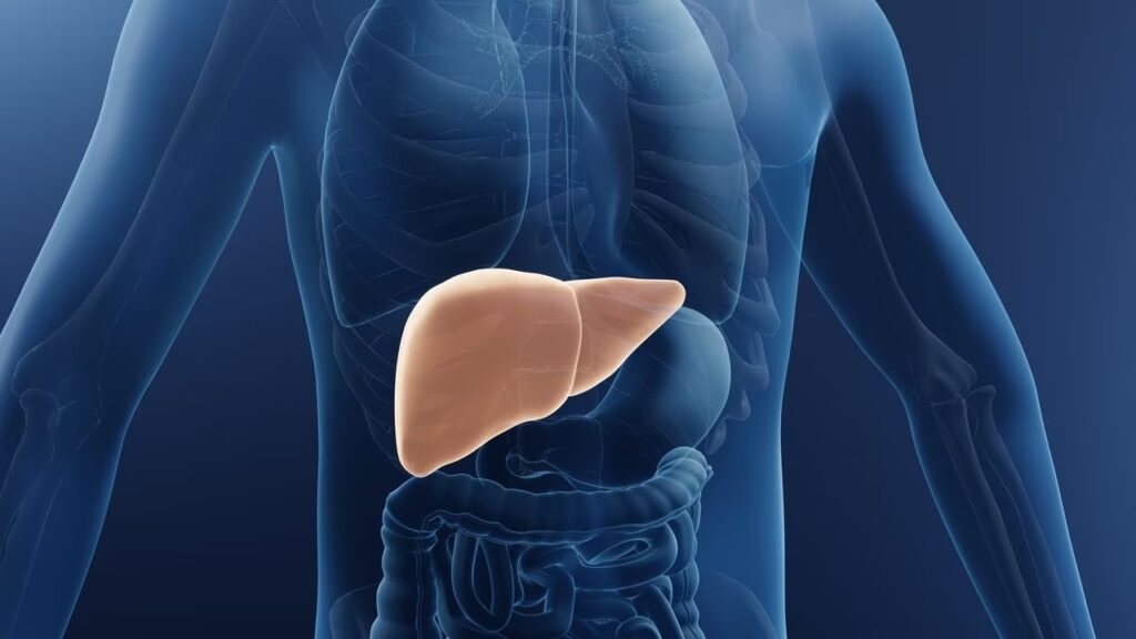 ¿Qué es el hígado?