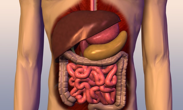 ¿Dónde se encuentra el hígado?