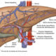 ¿Cómo recibe sangre el hígado?