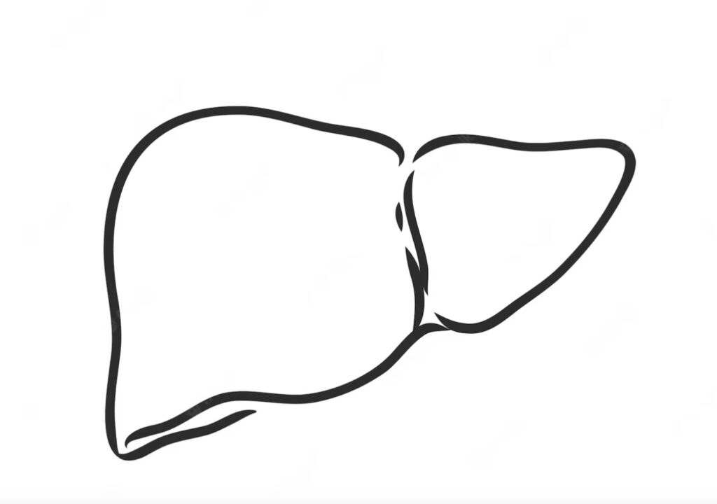 ¿Qué forma tiene el hígado?