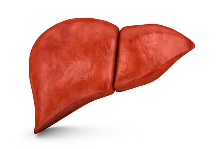 ¿Cuáles son los lóbulos hepáticos?