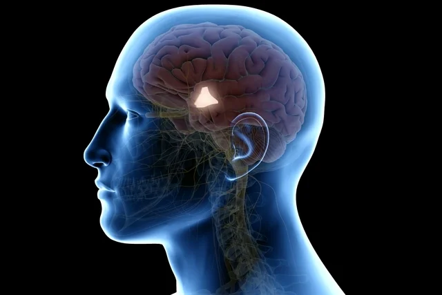 El hipotálamo controla la temperatura corporal