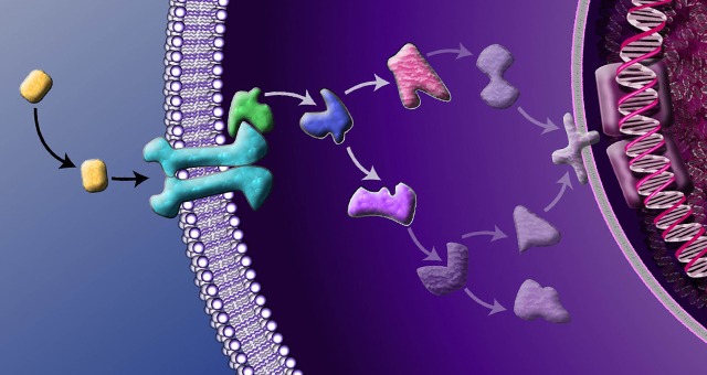 Señales que afectan el comportamiento celular