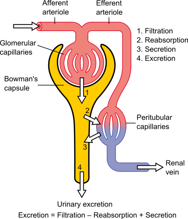 ¿Cuál es la tasa de filtración glomerular normal?