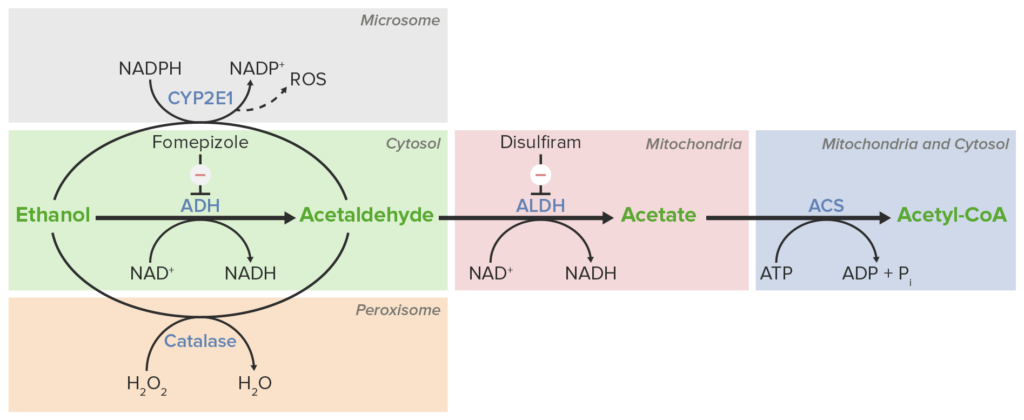 Metabolismo del alcohol