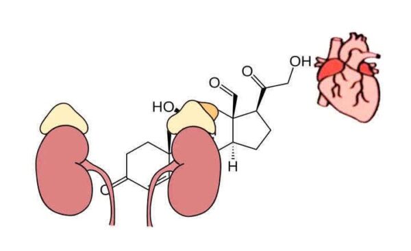 ¿Qué es el aldosteronismo primario?