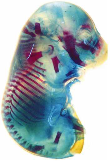 ¿Cómo es el esqueleto del embrión?