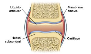 ¿Cuáles son las articulaciones sinoviales o diartrosis?