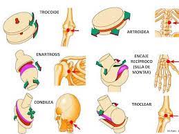 Tipos de superficies articulares