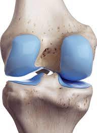 ¿Qué es el cartílago articular?