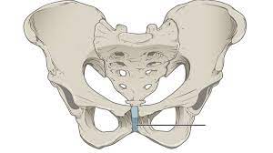 ¿Cuáles son las articulaciones cartilaginosas?