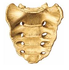 ¿Qué son las sinostosis?