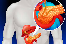 Características de la cabeza del páncreas